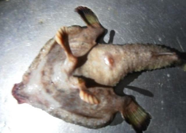 ձȺ˱˫Ź ں